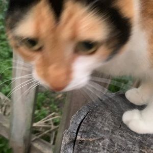 Meet your Posher, Churris